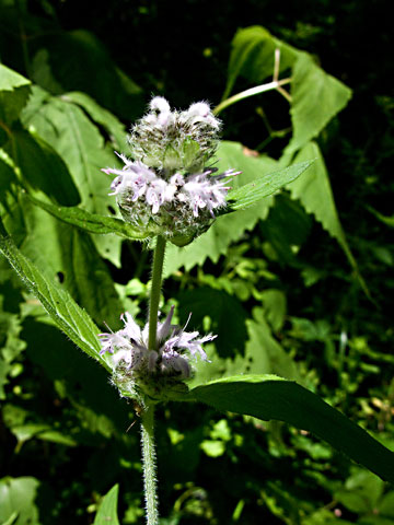 flowers heads and leaves